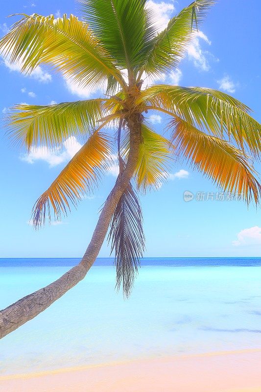 热带天堂:田园幽静的沙滩，绿松石般的海滩，绿色的棕榈树