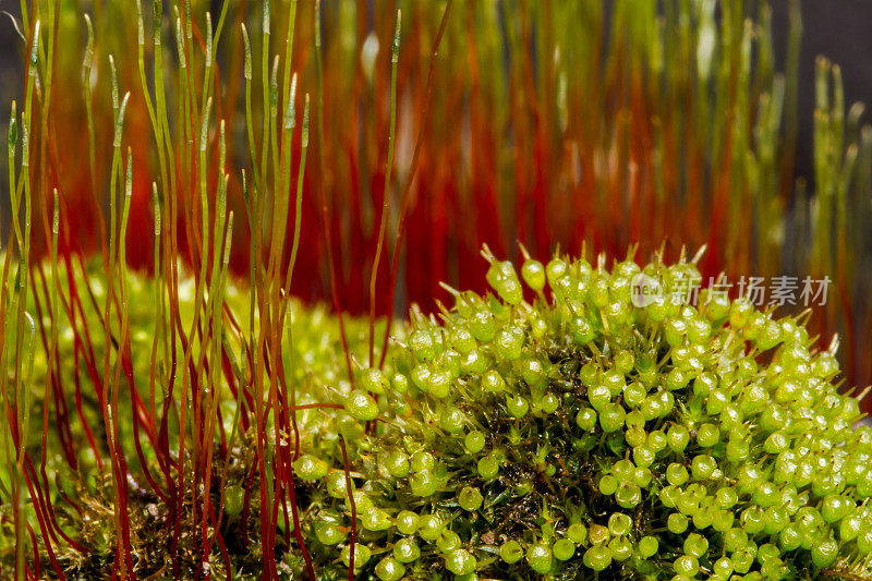 红Sporophytes