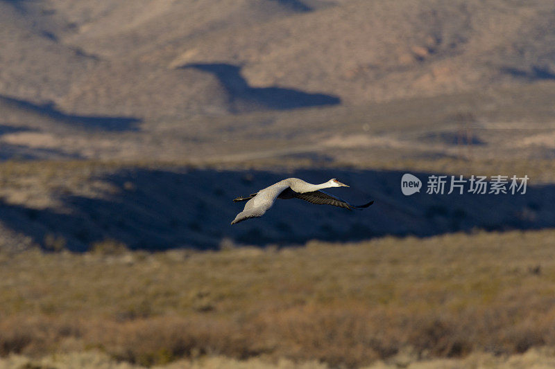 一只沙丘鹤在飞
