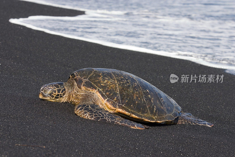 绿海龟