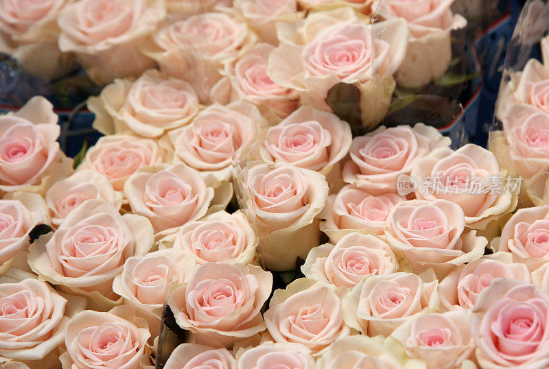 花卉市场的玫瑰