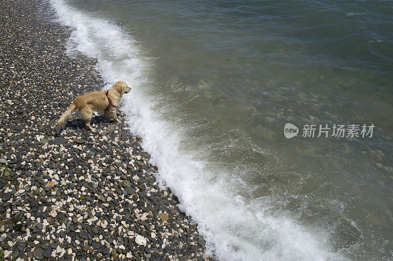 海中的金毛寻回犬