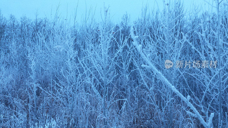 霜冻的树枝