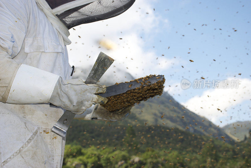 养蜂人检查一个蜂巢的框架