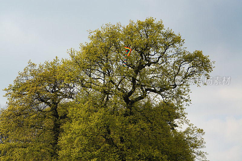 风筝卡在树上
