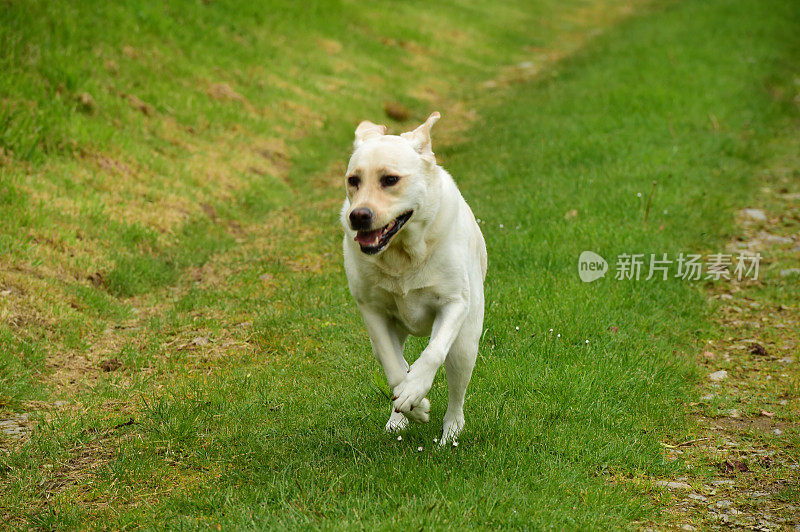 拉布拉多寻回犬