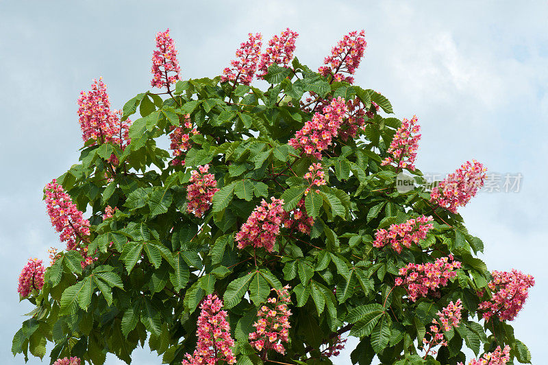 花栗