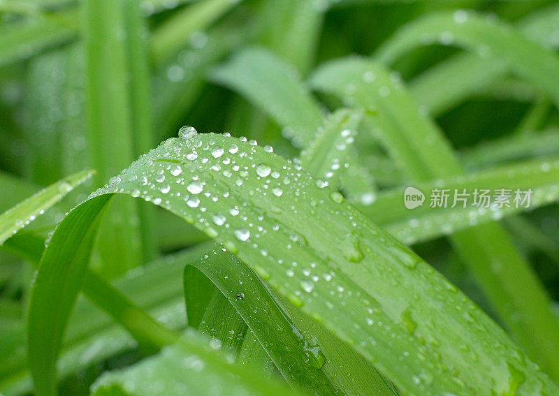 绿叶带着雨滴