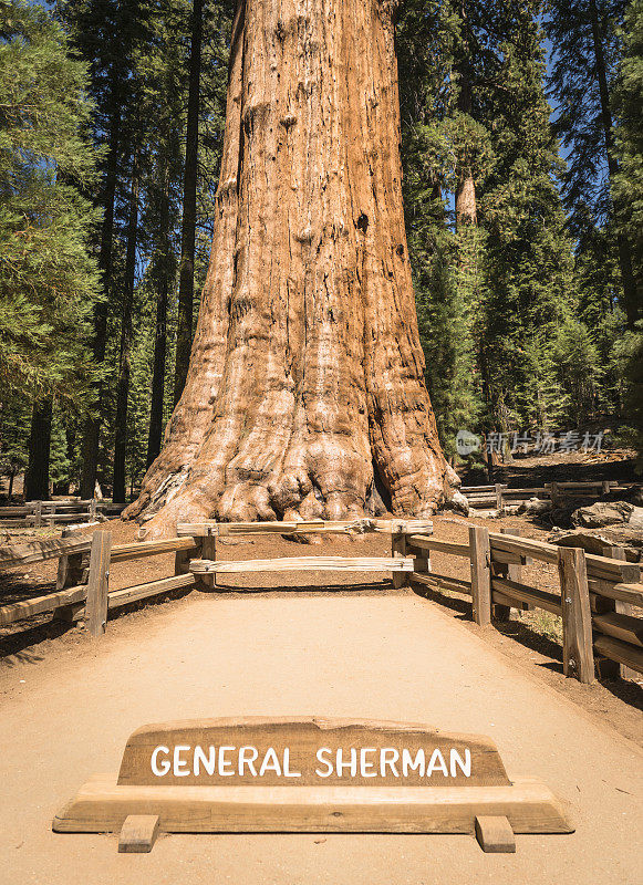 国家公园里的谢尔曼将军巨杉