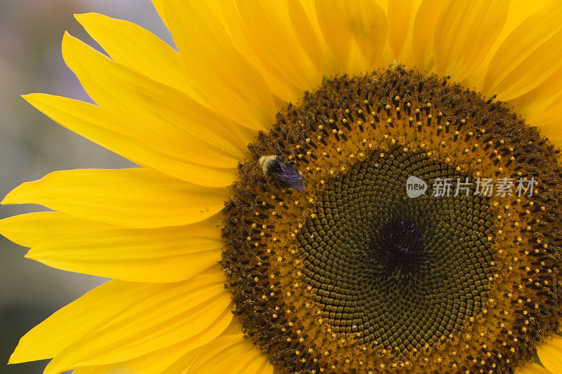 蜜蜂给向日葵授粉的特写