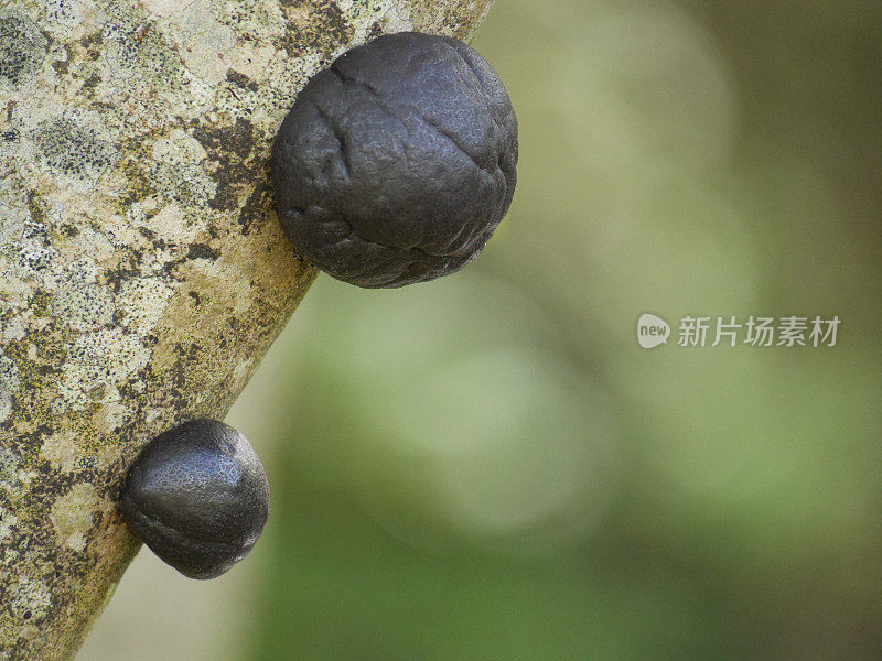 树干上蜗牛特写