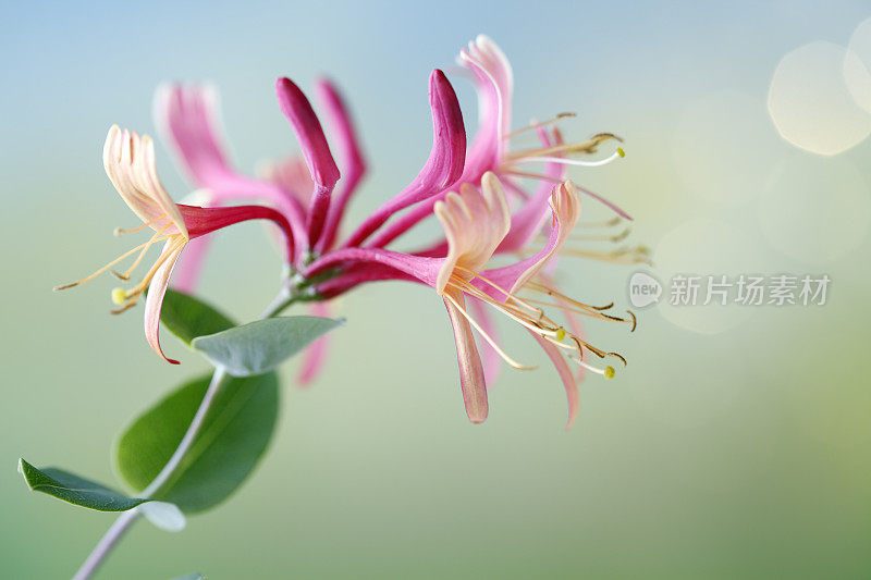 金银花、忍冬属植物