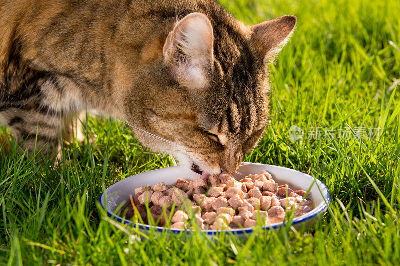 可爱的猫在草地上吃饭