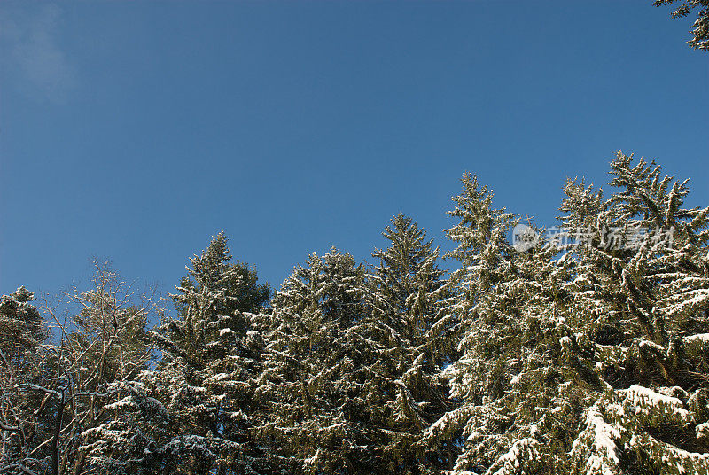 白雪覆盖的树梢