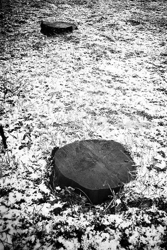 树的横切面在雪中