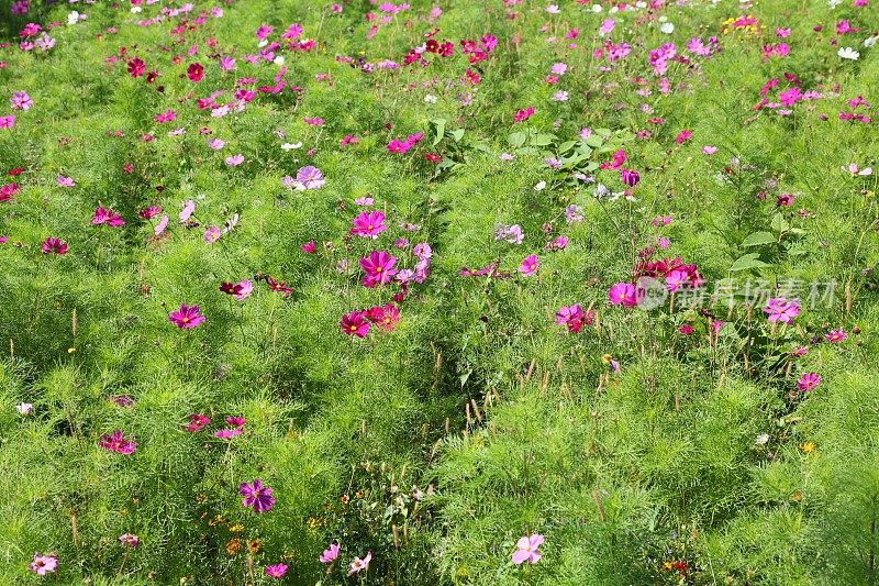 夏天的草地