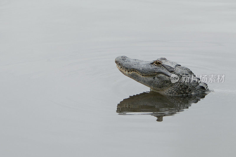 在湖里抬头的美洲短吻鳄。