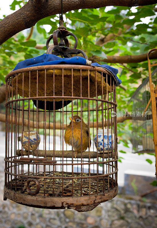 中国北方鸟笼中的小黄鸟