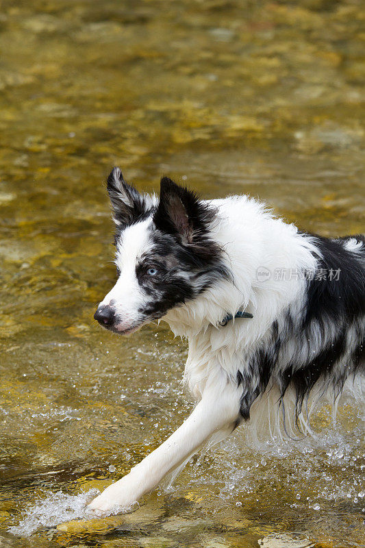 博德牧羊犬在水里奔跑