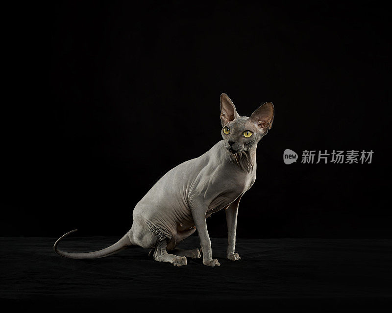 Sphynx猫