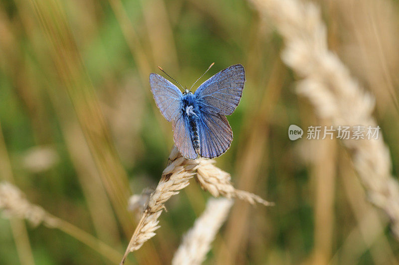 普通蓝蝴蝶，英国