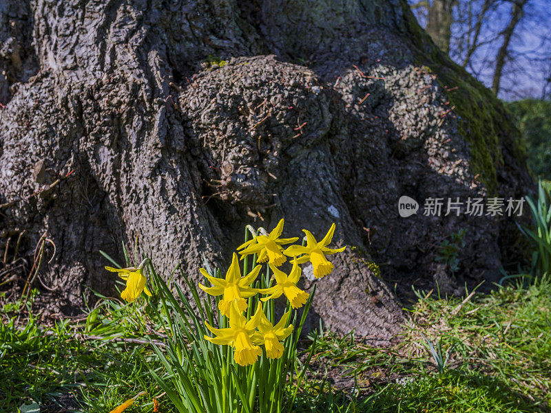 水仙花