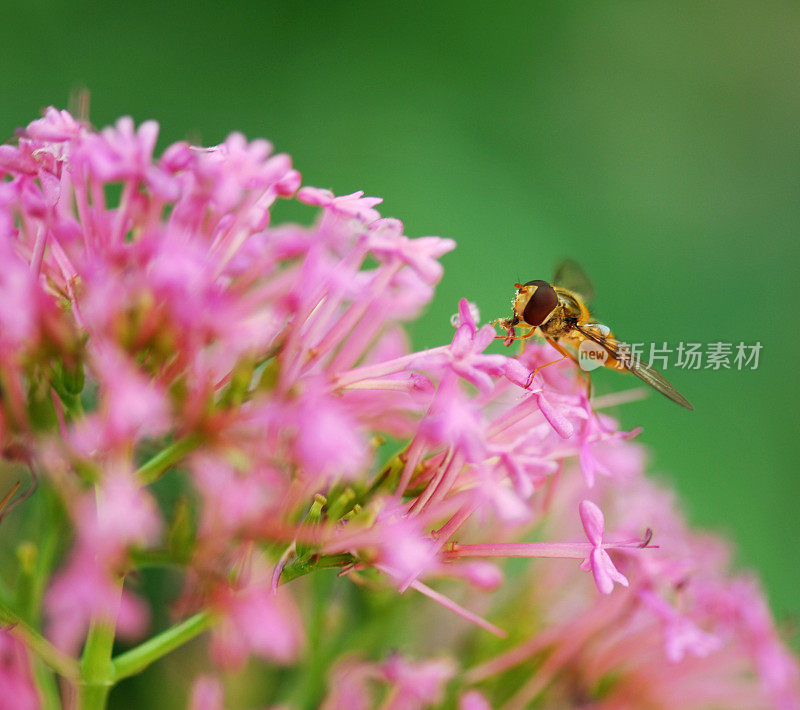 花的生活