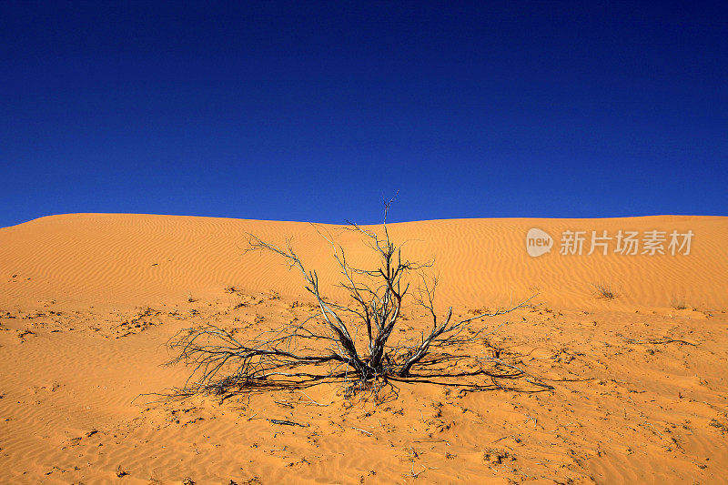 辛普森沙漠树