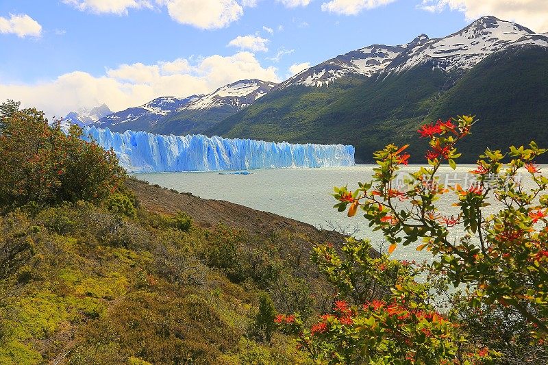 明亮的莫雷诺冰川，绿色的春花，阿根廷湖，巴塔哥尼亚，卡拉法特