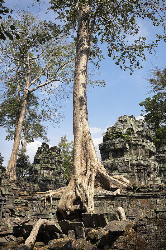 柬埔寨塔普罗姆寺的树根