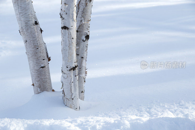 积雪的明尼苏达冬天-纸桦树在雪