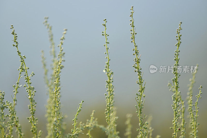 欧洲斯洛文尼亚滨海山区的野花