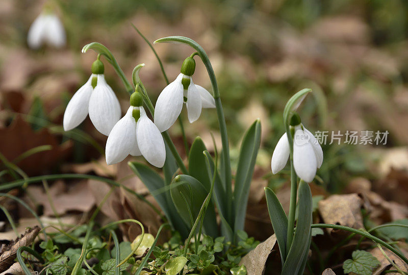 雪花莲