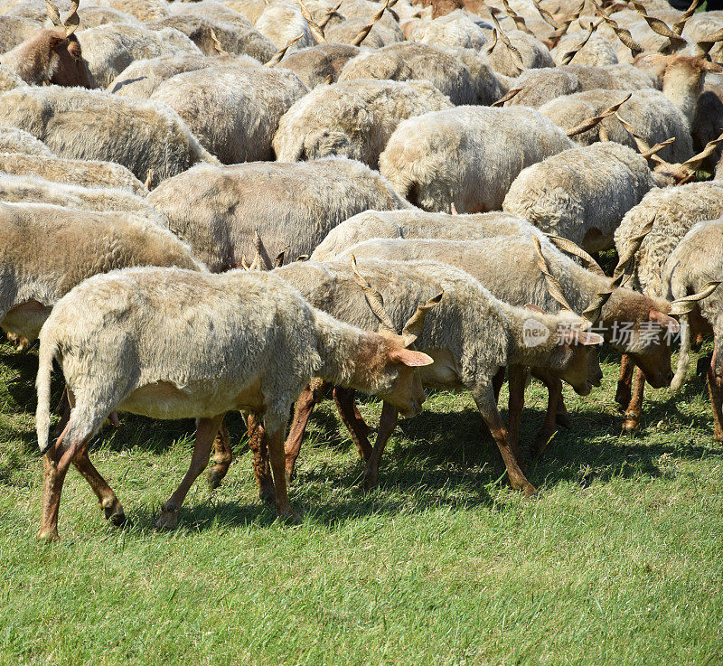 羊群在一起