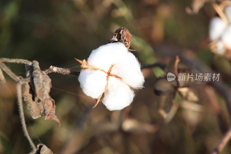 新鲜干燥的棉花关闭