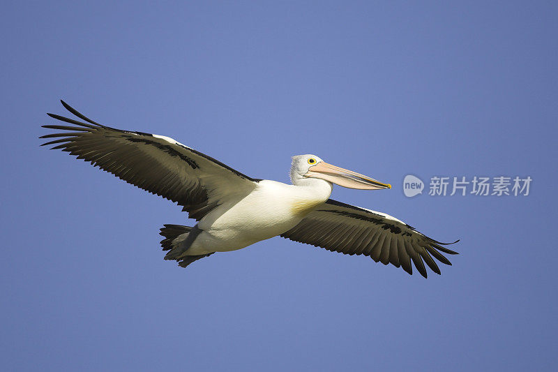 飞行鹈鹕