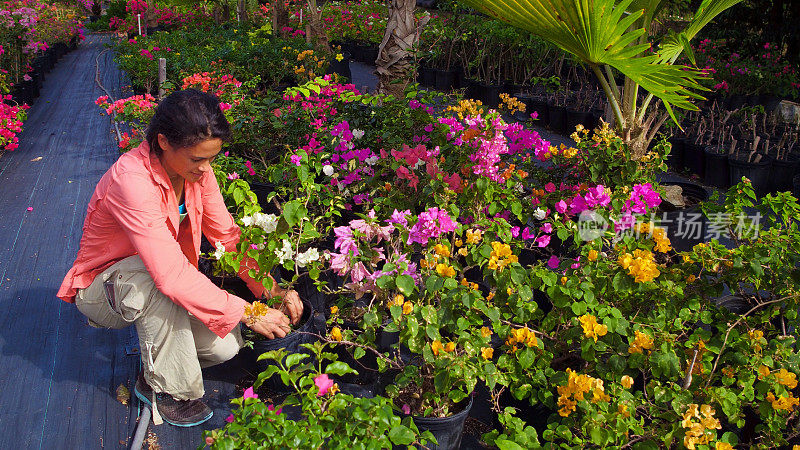 加勒比海热带三角梅花园里的女人