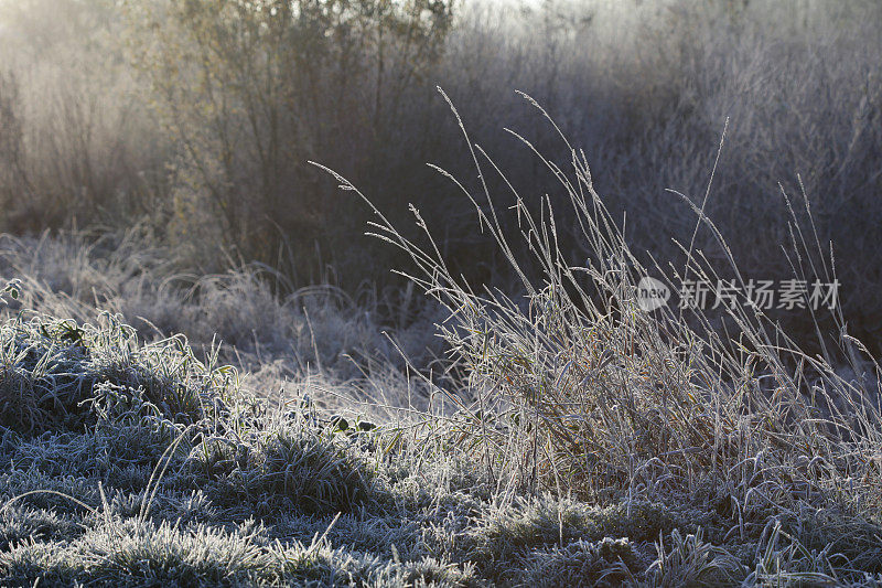 高草上的霜，乡村景色，不列颠哥伦比亚，加拿大，秋天