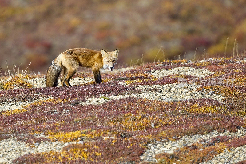 德纳里荒野里，红狐与苔原秋天的颜色混合在一起
