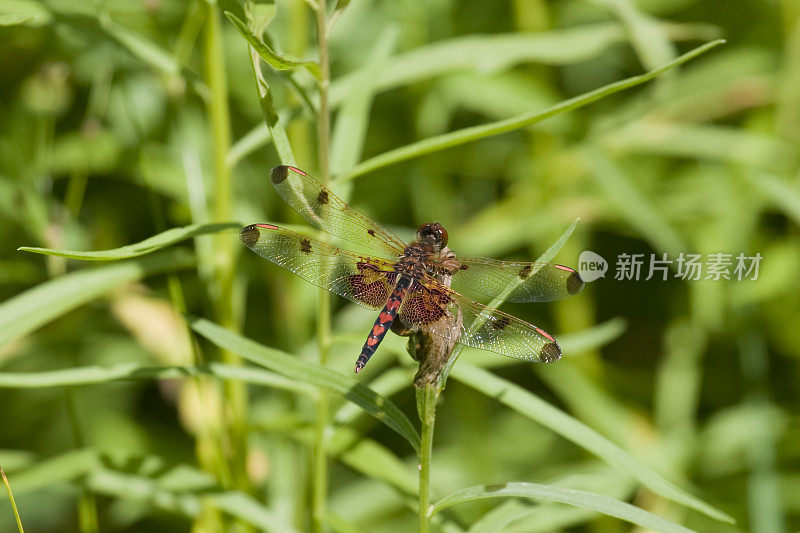 棉布彭南特蜻蜓