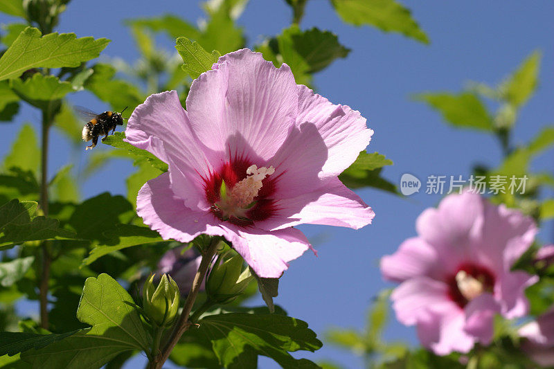 大黄蜂正在访问粉红色的木槿花