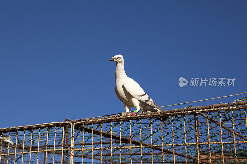 笼子里的白鸽