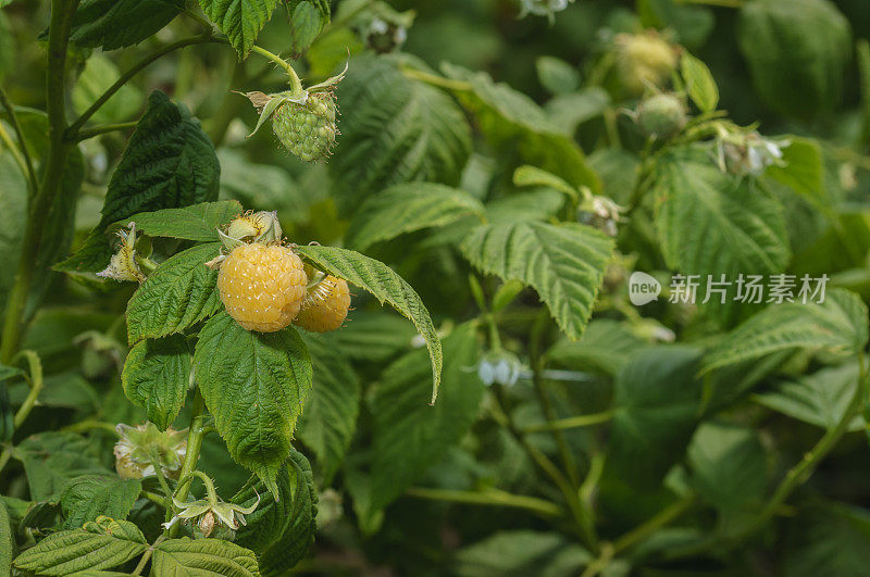 金色树莓在藤上成熟的特写