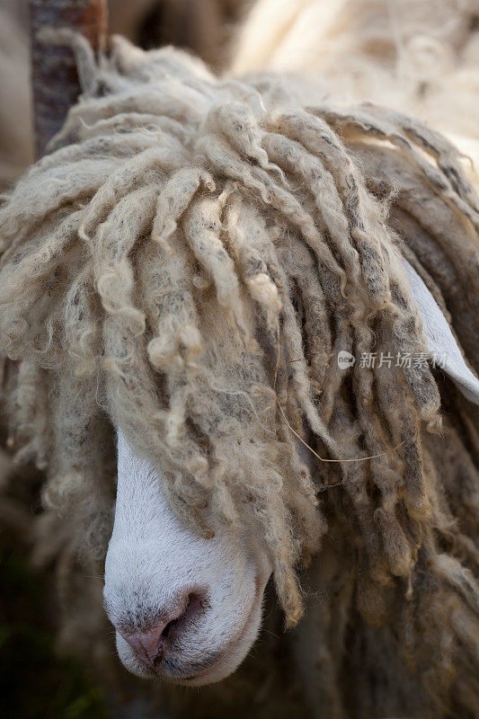 拉斯Sheep
