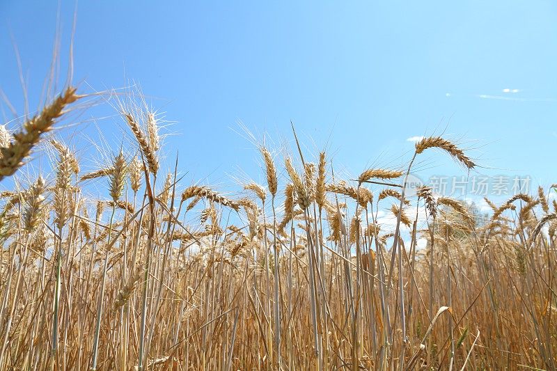 成熟的小麦、玉米、谷类植物和蓝天