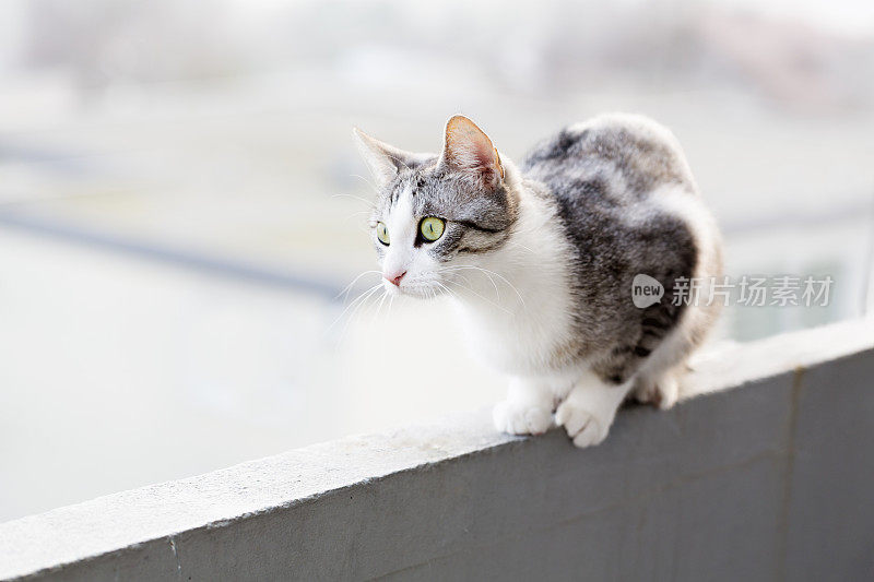 虎斑猫坐在墙上