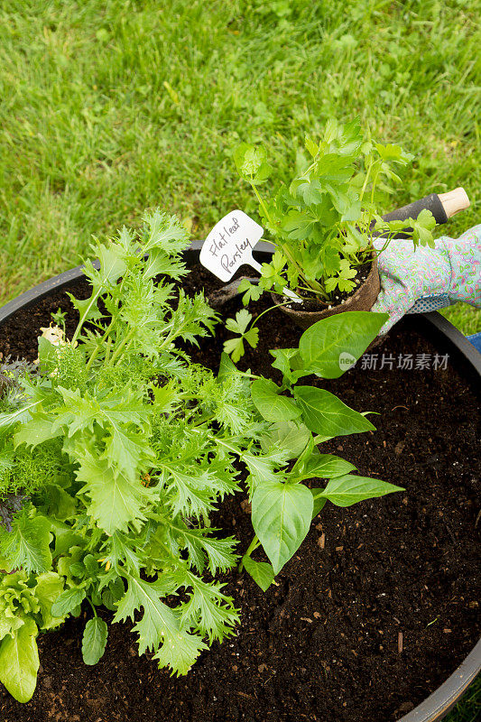 种植一个装满沙拉蔬菜和香草的容器花园