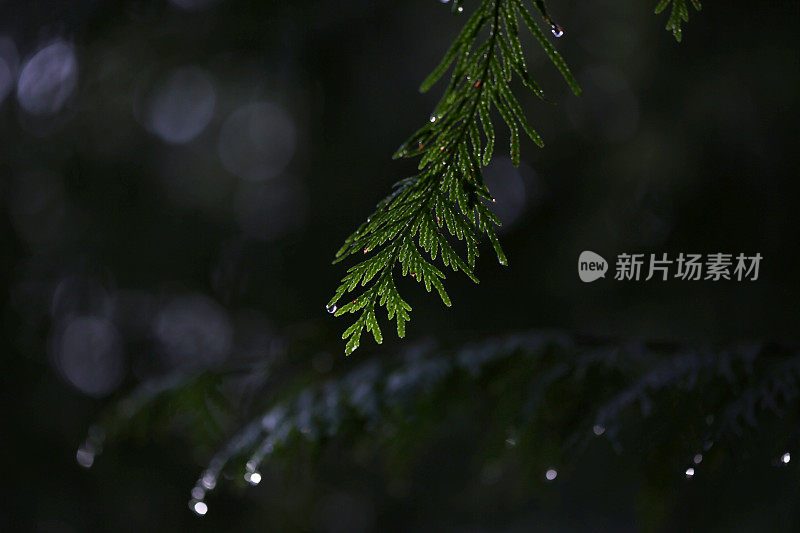 在加拿大西海岸森林的树枝上的雨滴