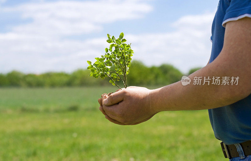 盆景树