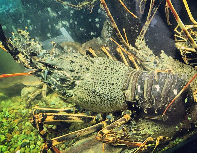 龙虾在水族馆